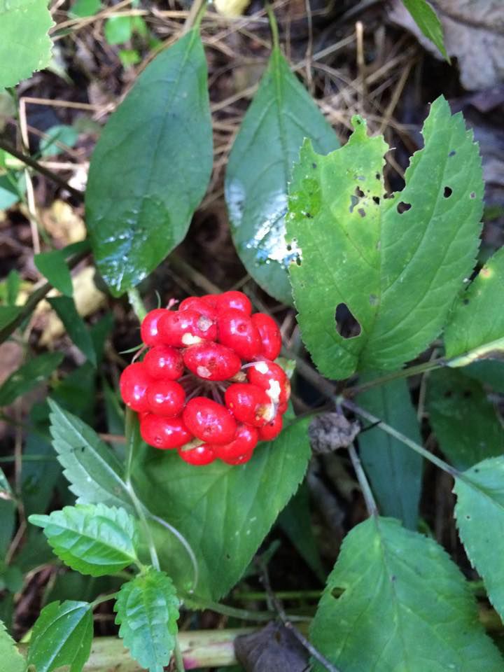 Ginseng and its roots in Appalachia