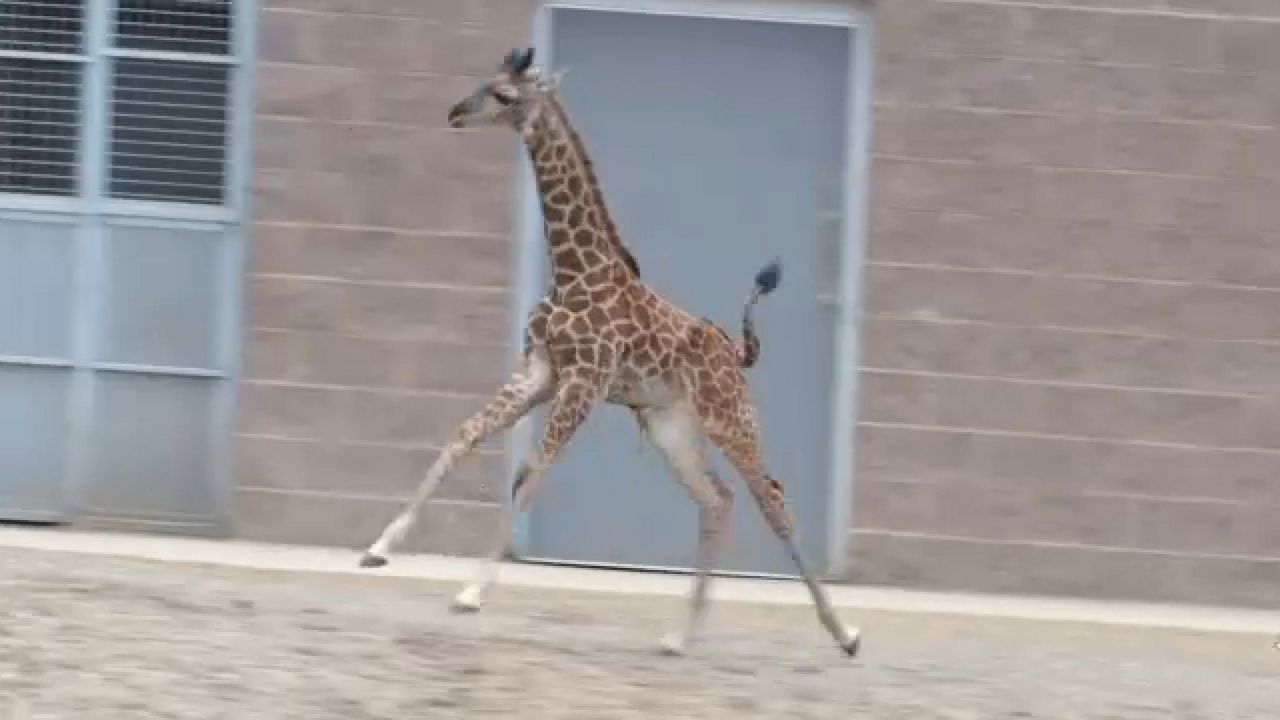 giraffe