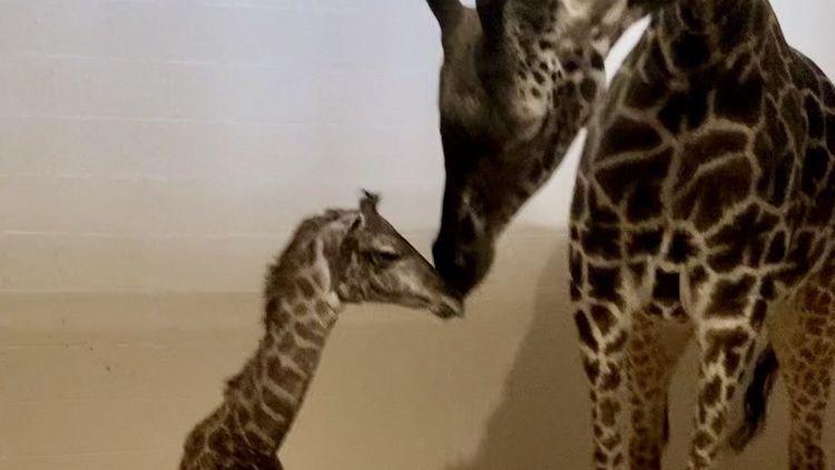 Louisville Zoo welcomes its first baby giraffe in more than a decade