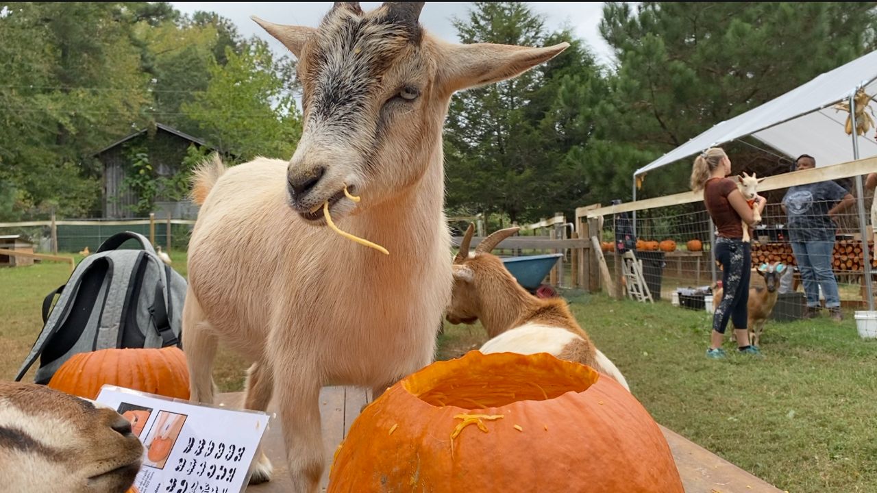 Greensboro Yard Goats