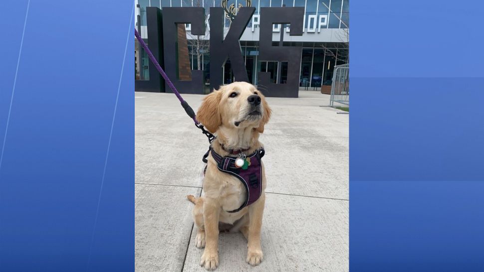 Miley, the golden retriever, at Doggy Day in 2022. (Spectrum News/Aly Prouty)