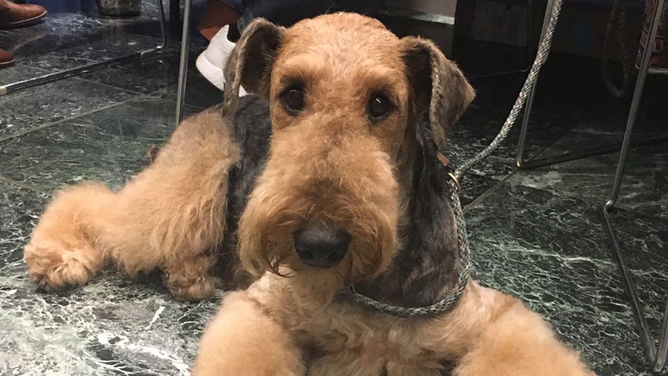 Owning A Dog Could Help You Live Longer