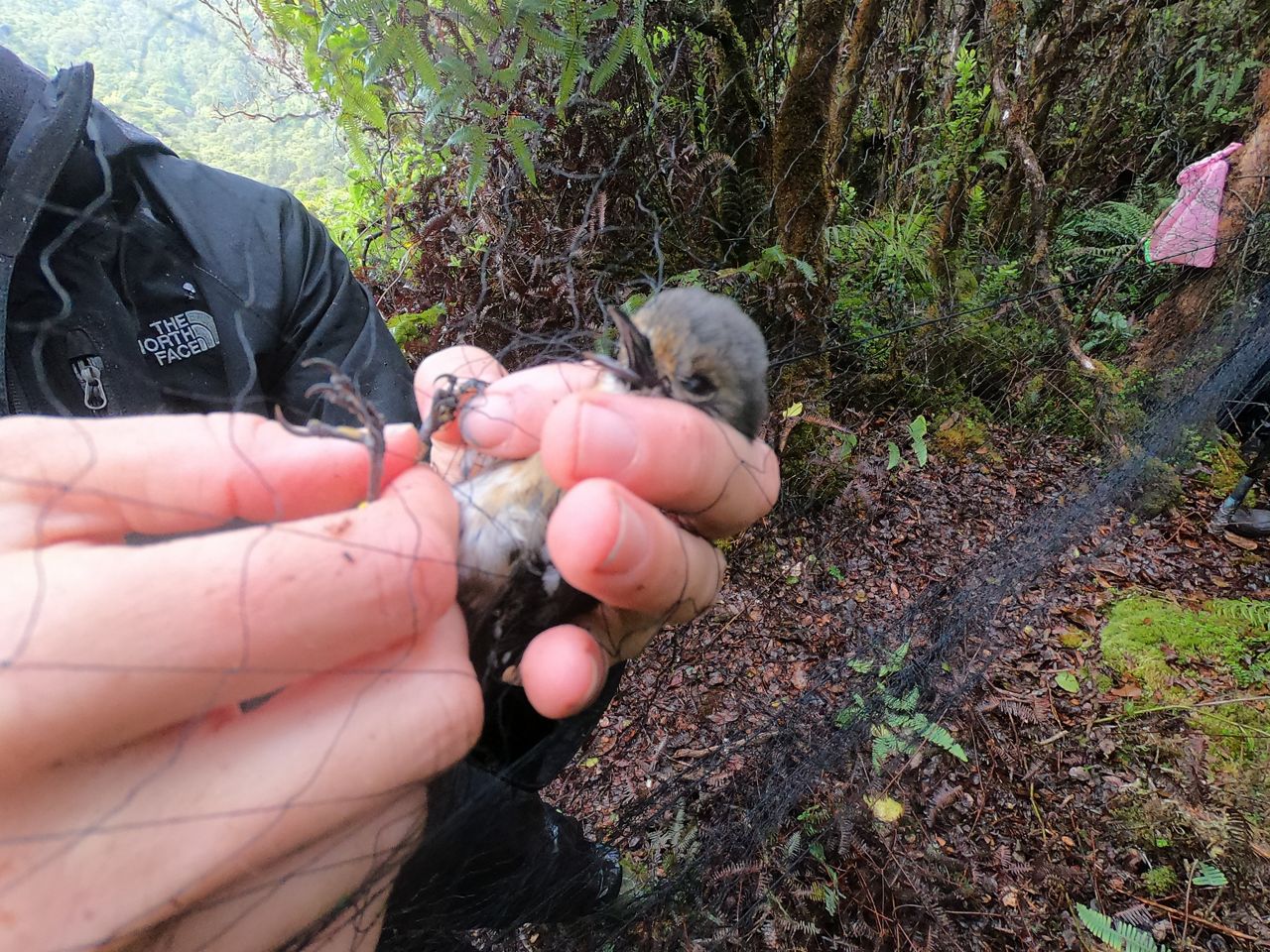 Carrot being captured. (Courtesy DLNR)