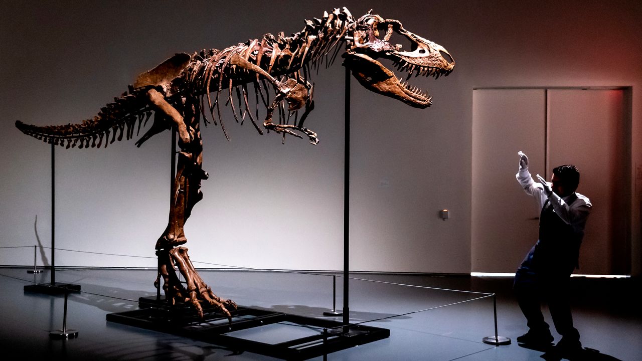 A Sotheby's New York employee demonstrates the size of a Gorgosaurus dinosaur skeleton, the first to be offered at auction, Tuesday, July 5, 2022, in New York. (AP Photo/Julia Nikhinson)