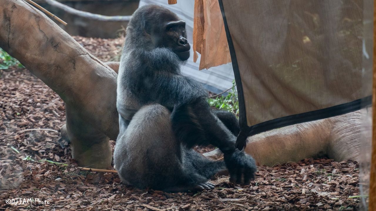 One of the three male gorillas that the Cincinnati Zoo welcomed this week. (Courtesy of the Cincinnati Zoo and Botanical Garden)