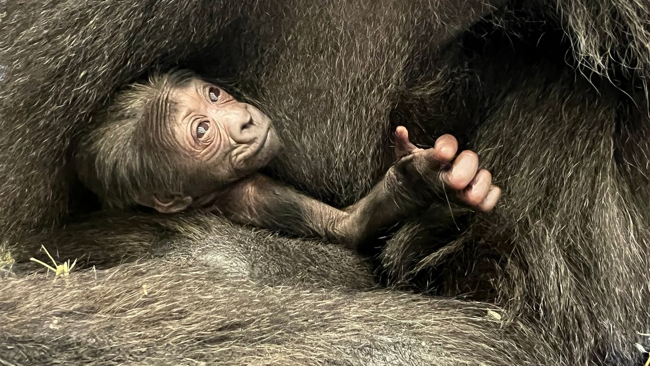 The baby western lowland gorilla, which was born at the Columbus Zoo and Aquarium on June 29, 2024. (Photo courtesy of the Columbus Zoo and Aquarium)