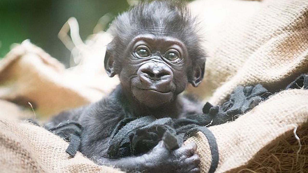 Baby gorilla