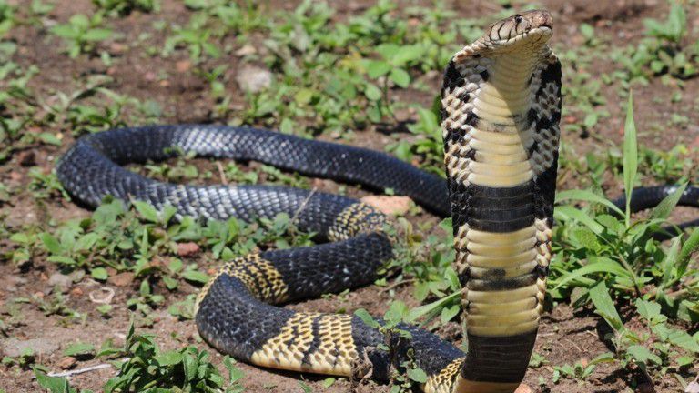 A West African banded cobra similar to the one that escaped its enclosure in Grand Prairie, Texas, on Aug. 3, 2021. (Grand Prairie Police Dept.)