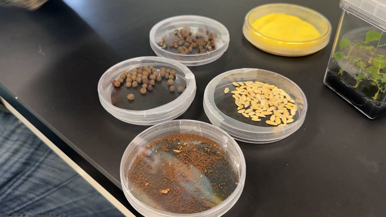 Wine from space? Texas A&M researchers to send grape seeds to International Space Station