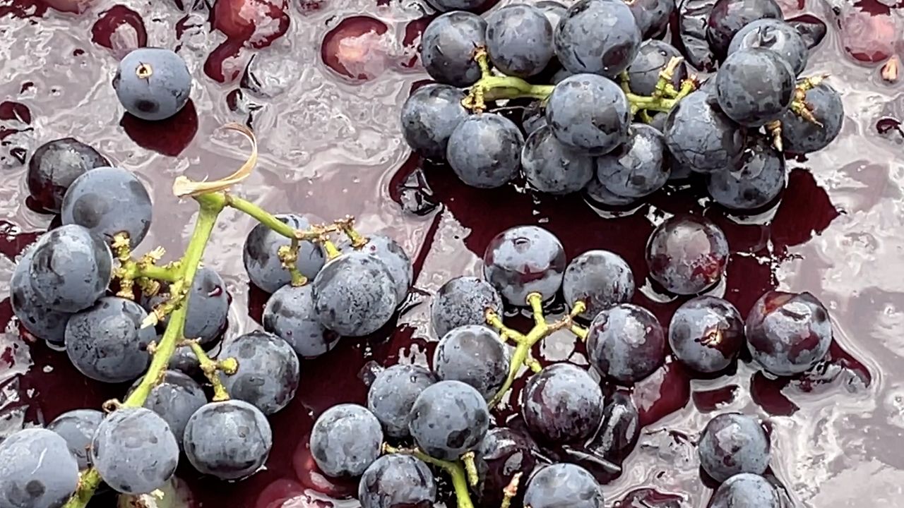 Schumer calls on USDA to help WNY grape growers after contracts canceled