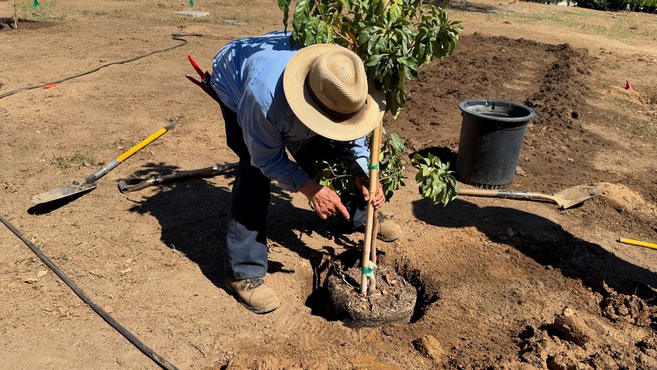 Replacing grass to save water: Caltech helps regional water agency reach new milestone
