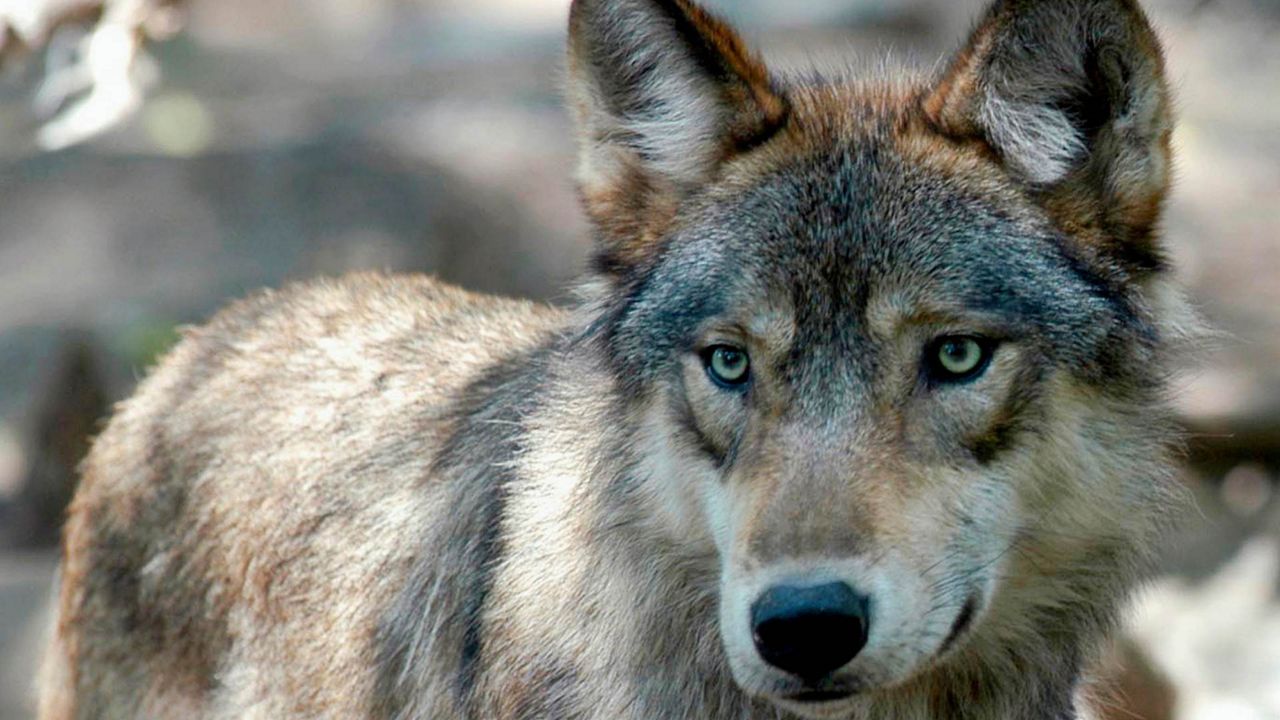 This July 16, 2004, file photo, shows a gray wolf at the Wildlife Science Center in Forest Lake, Minn.