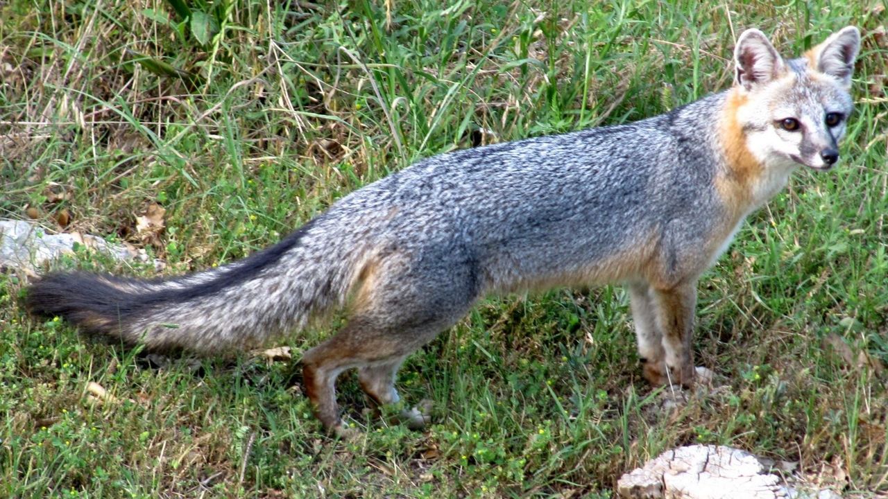 Gray fox. (City of Lakeway)