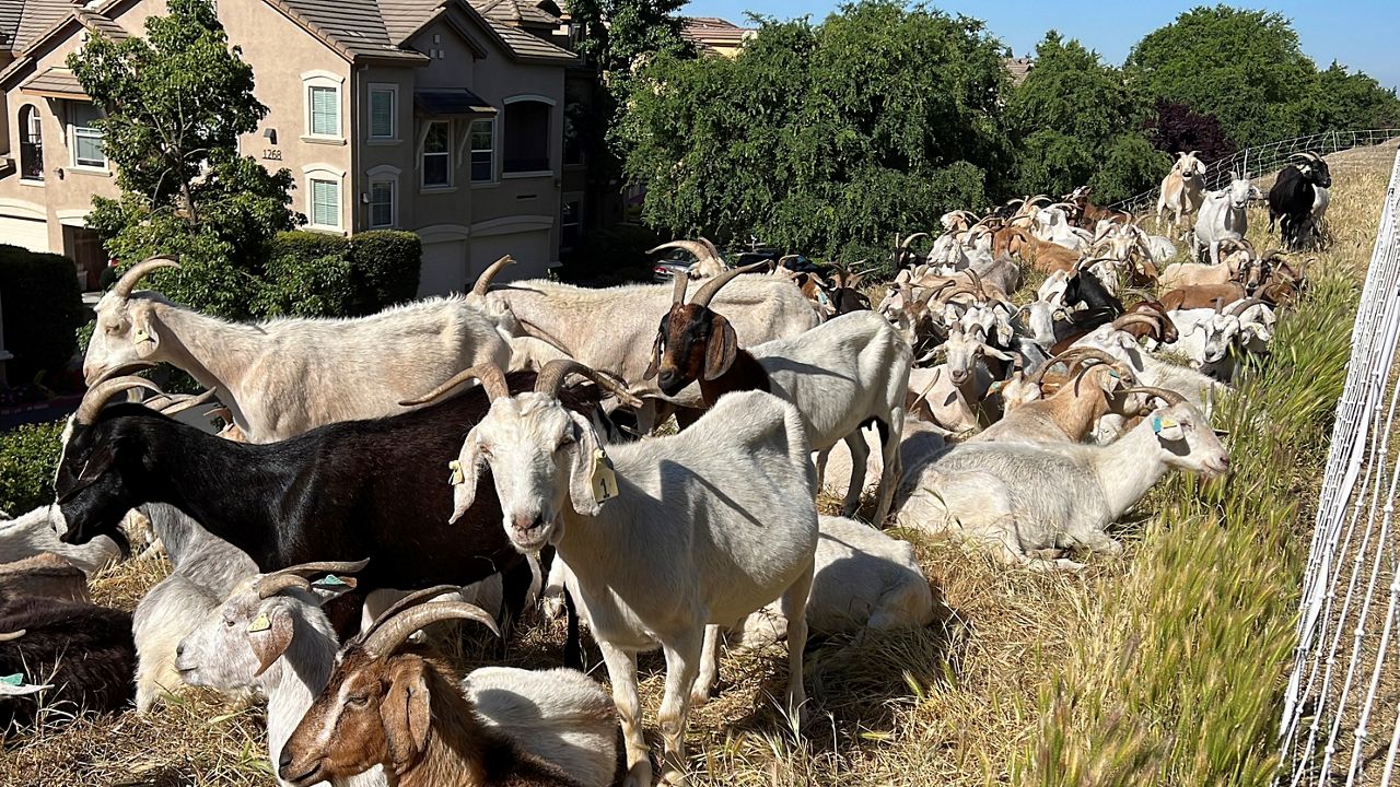 Goats graze on dry grass next to a housing complex on May 17, 2023, in West Sacramento, Calif. Goats are in high demand to clear vegetation as California prepares for the wildfire season, but a farmworker overtime law threatens the grazing business. (AP Photo/Terry Chea)
