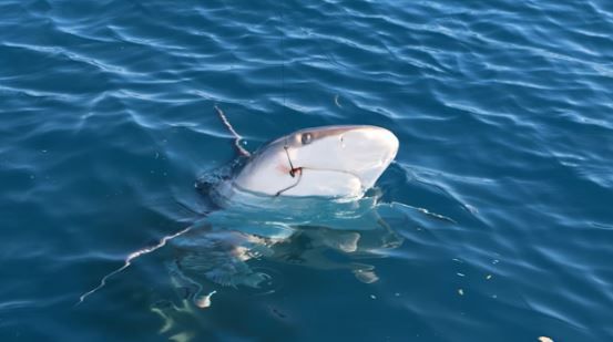 Great White Shark Attacks Boat of UNCW Student