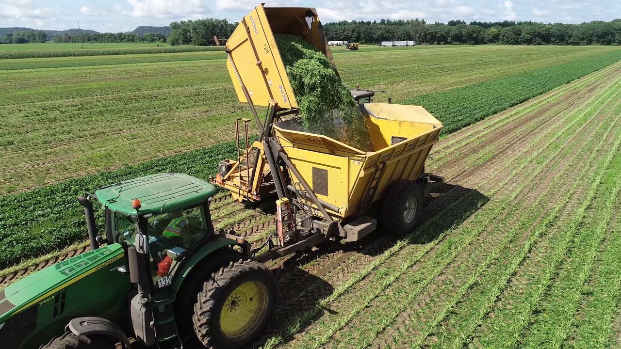 Wisconsin leads nation in green bean production