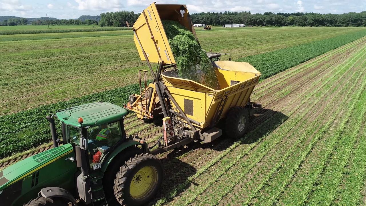 Wisconsin Leads Nation In Green Bean Production