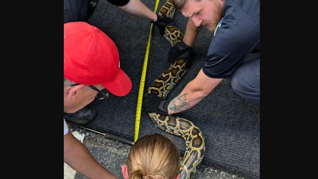 Greensboro Police got an unusual "stray animal" call about a large python on someone's car. (Greensboro Police)