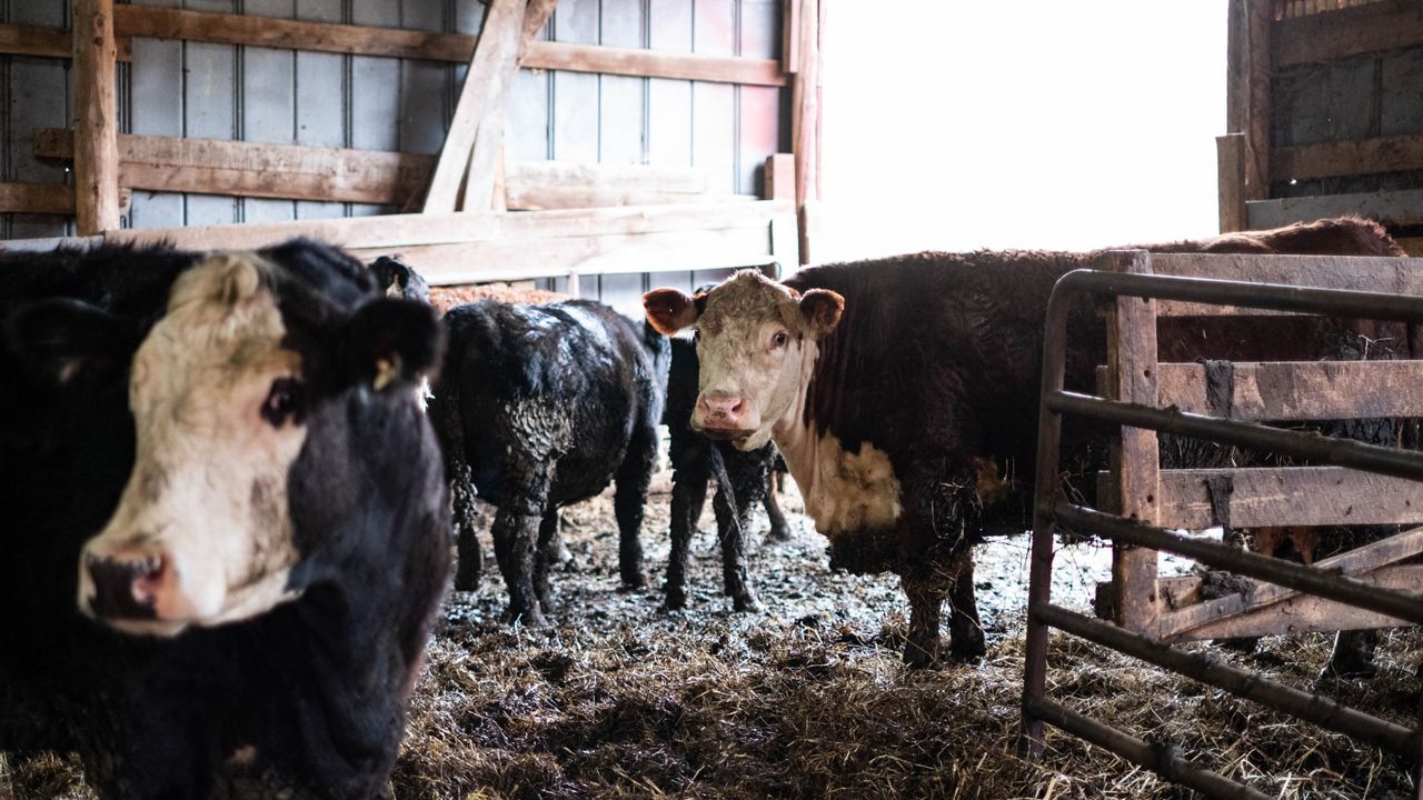 Why Your 'Product Of U.S.A.' Steak May Not Actually Be From A Cow Raised On  American Soil