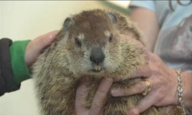 Sir Walter Wally, Queen Charlotte Predict Early Spring for North Carolina
