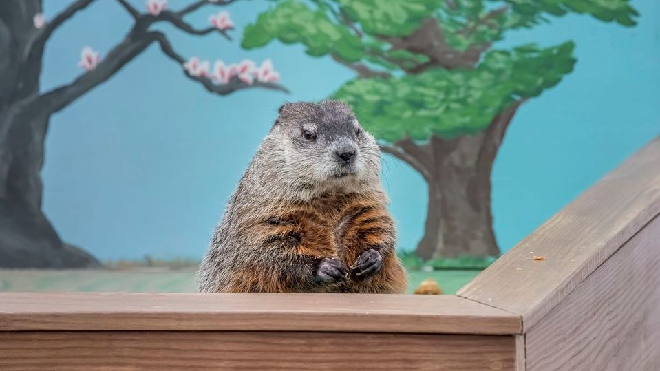 A groundhog looks on to its followers on Groundhog Day. (Spectrum News)