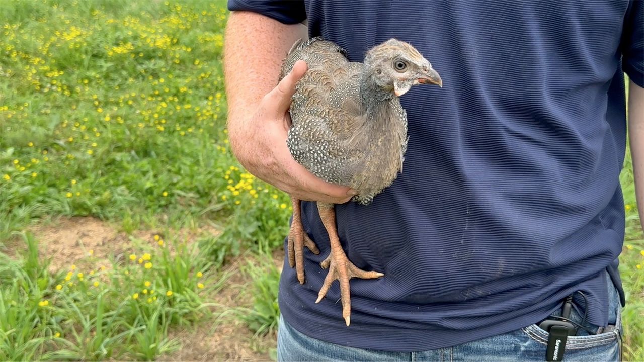 On the Dillon Brother Farm, guinea fowl are used to help with tick control. (Spectrum News 1)