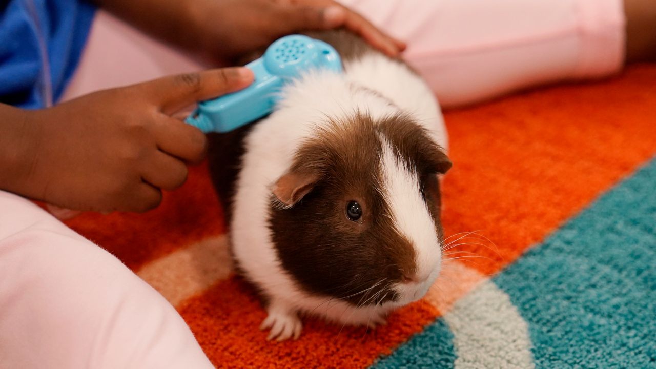 city-council-bans-sale-of-guinea-pigs-in-nyc