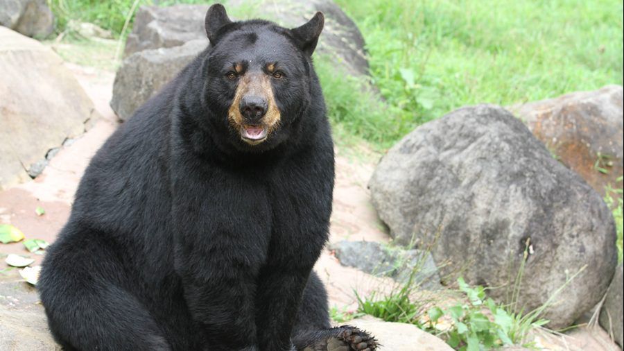 Gus was an orphaned 5-month-old cub when he was found in Virginia and taken to Durham's Museum of Life and Sciences