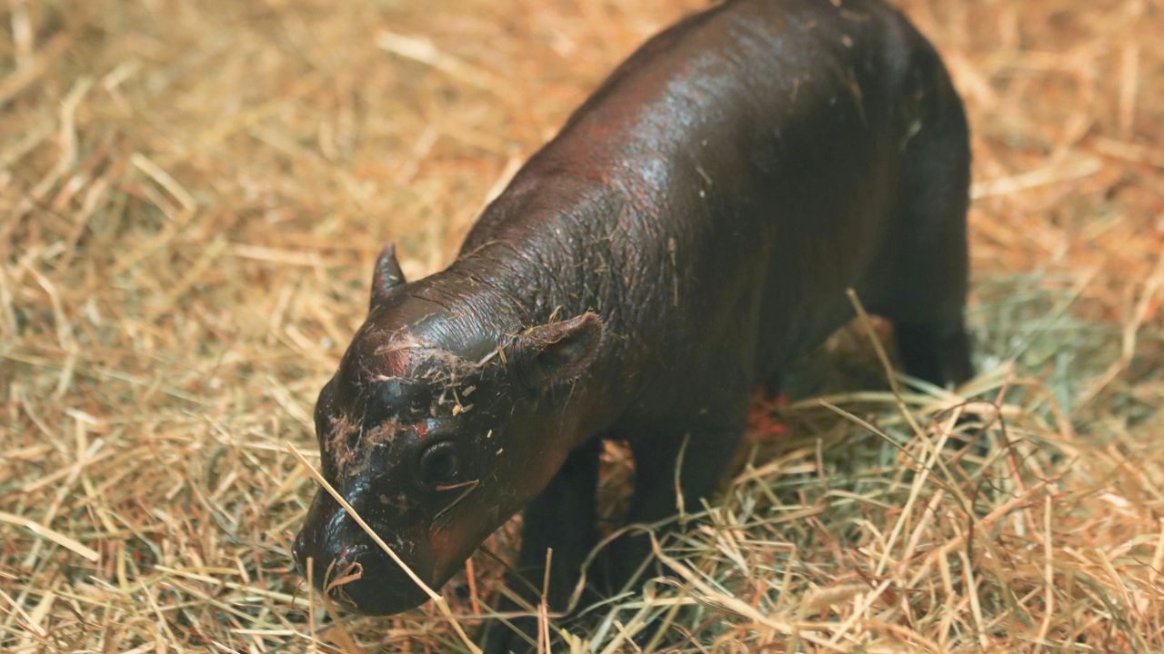 This photo taken on Oct. 31, 2024 and made available by the Royal Zoological Society of Scotland shows newborn pygmy hippo named Haggis, born at Edinburgh Zoo, Edinburgh, Scotland. (Laura Moore/Royal Zoological Society of Scotland via AP)