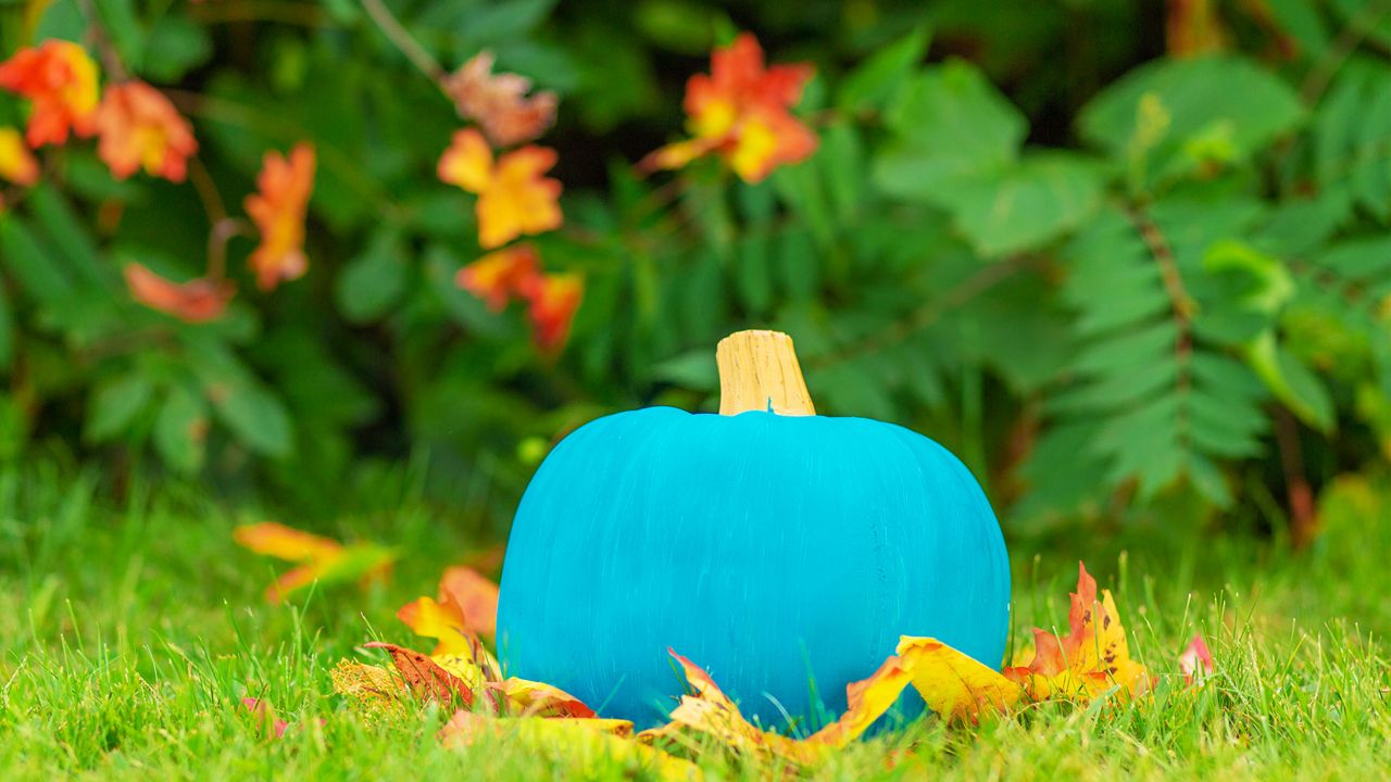 Teal Pumpkin - Symbol of safety celebration Halloween for kids with food allergy. (Getty Images)