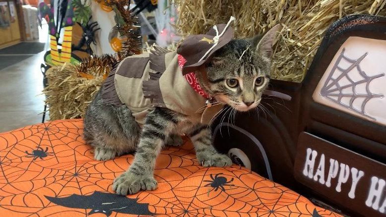 Pet Costume Contest at CountryMax