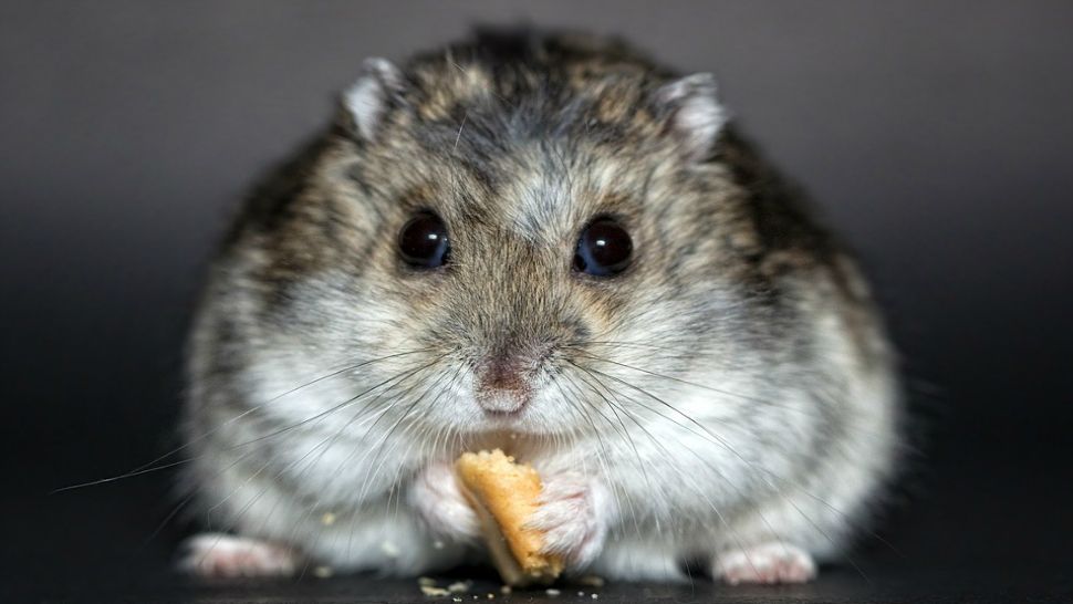 Florida woman says airline told her to flush pet hamster down the toilet -  National