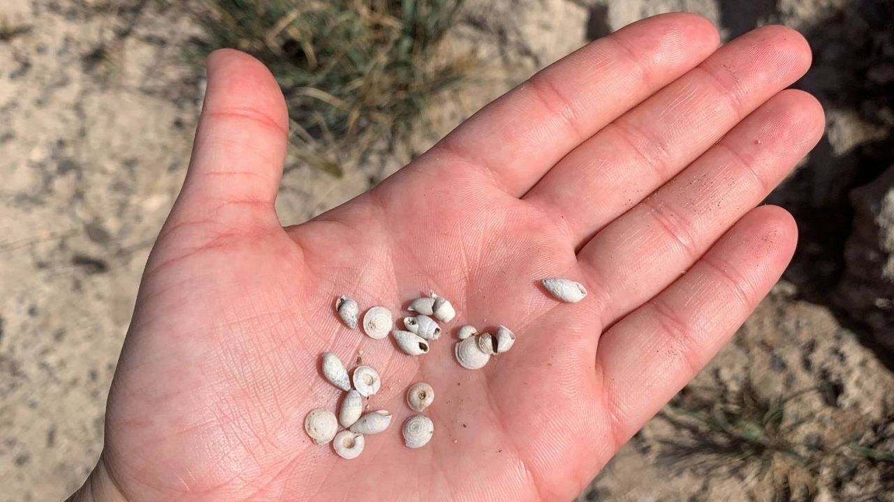 A handful of shells gathered at Kaena Point. (Courtesy Samantha Arsenault) 