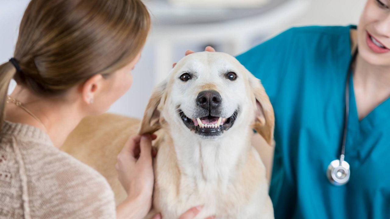 A happy dog. (Getty Images/SDI Productions)