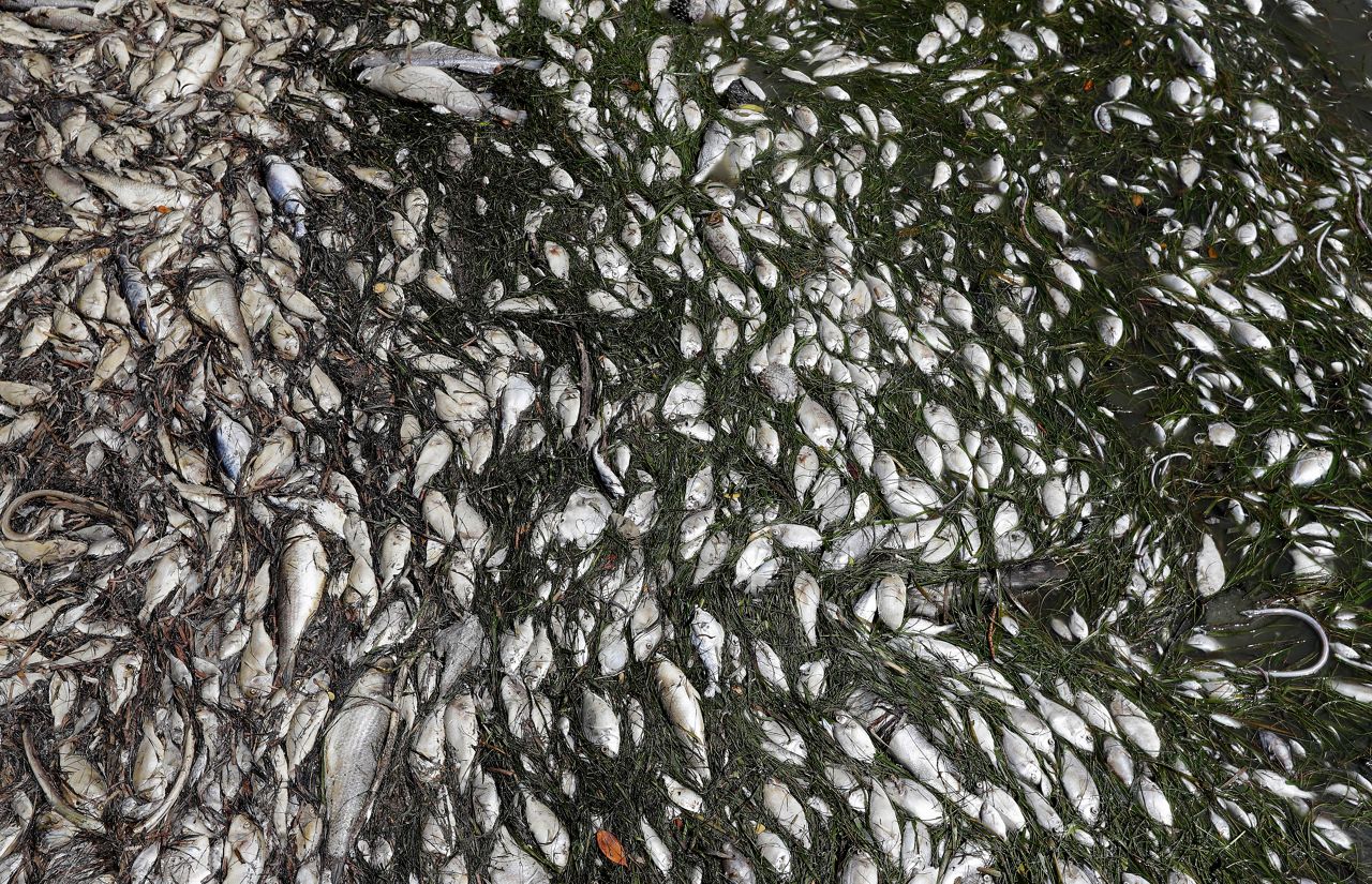 Dead fish in Bradenton Beach, Fla. that were exposed to Red Tide in August, 2018