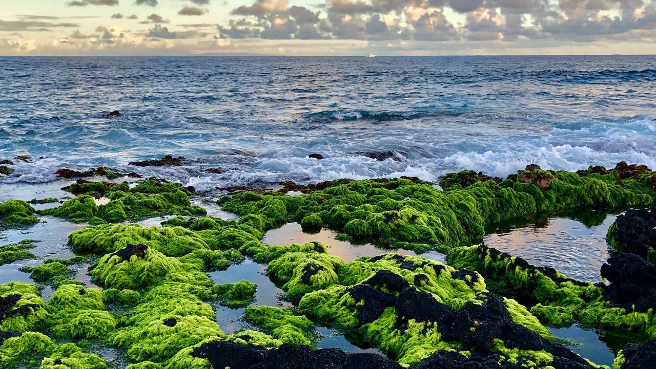 Algae growing along Hawaii's coasts. (Courtesy: Bill Thomas/University of Hawaii.)