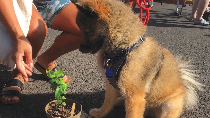 Submit your ideas for a tree project in your community by Jan. 12, 2022. Every single tree grown and planted through the program counts toward the state's goal of 100,000,000 trees by 2030. (DLNR)
