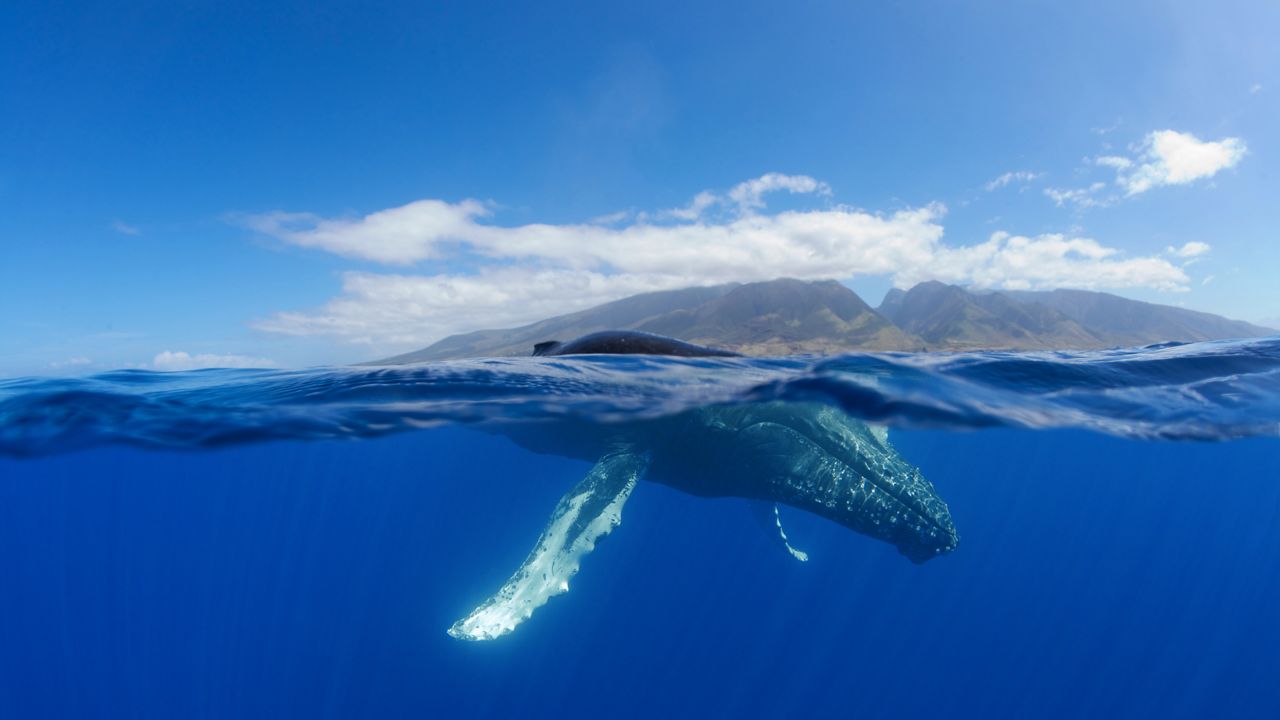 Results of the Feb. 26 humpback whale count are in