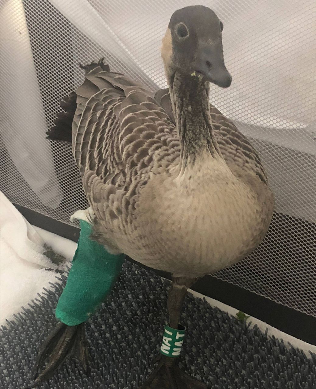 A nene with a broken leg. (Photo courtesy of Hawaii Wildlife Center)