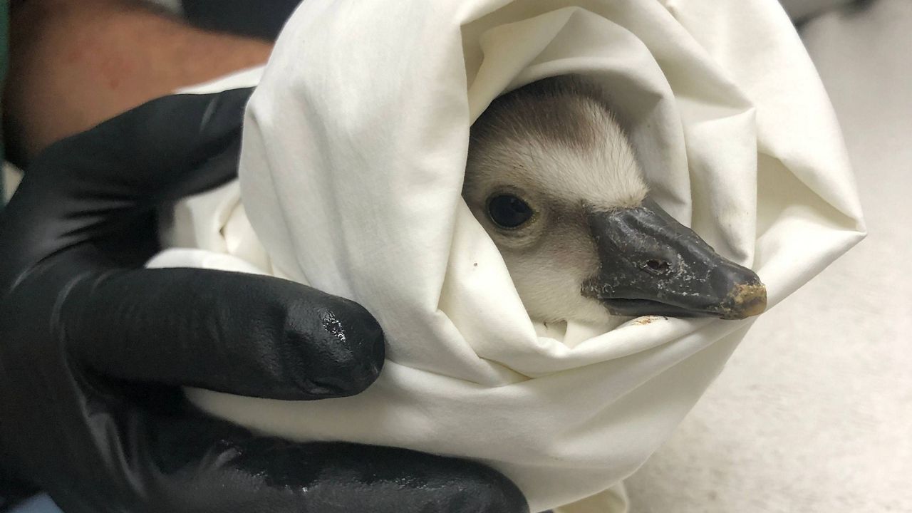 A nene being rehabilitated. (Photo courtesy of Hawaii Wildlife Center)