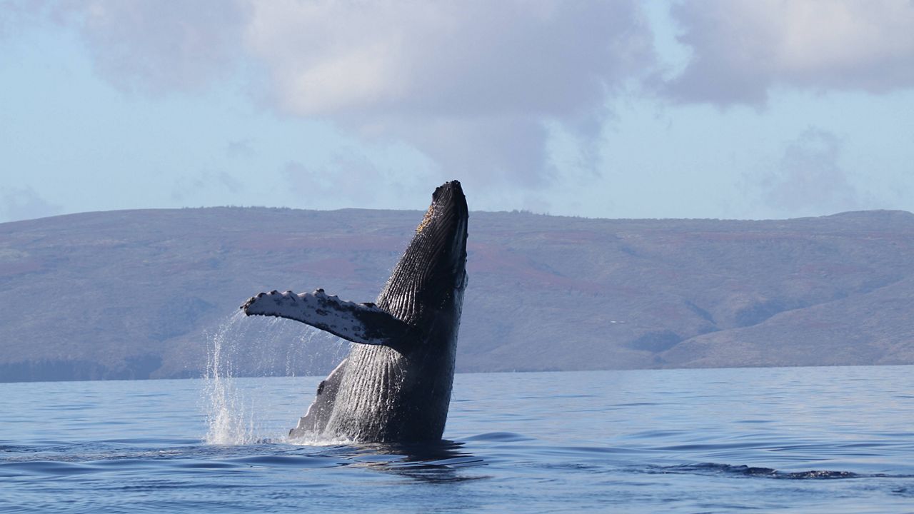 A humpback whale breaching. (Photo courtesy of Pacific Whale Foundation)