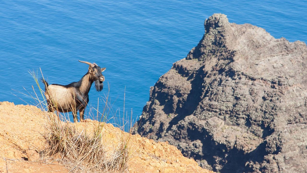 A goat on Kauai. (Getty Images/fremme)