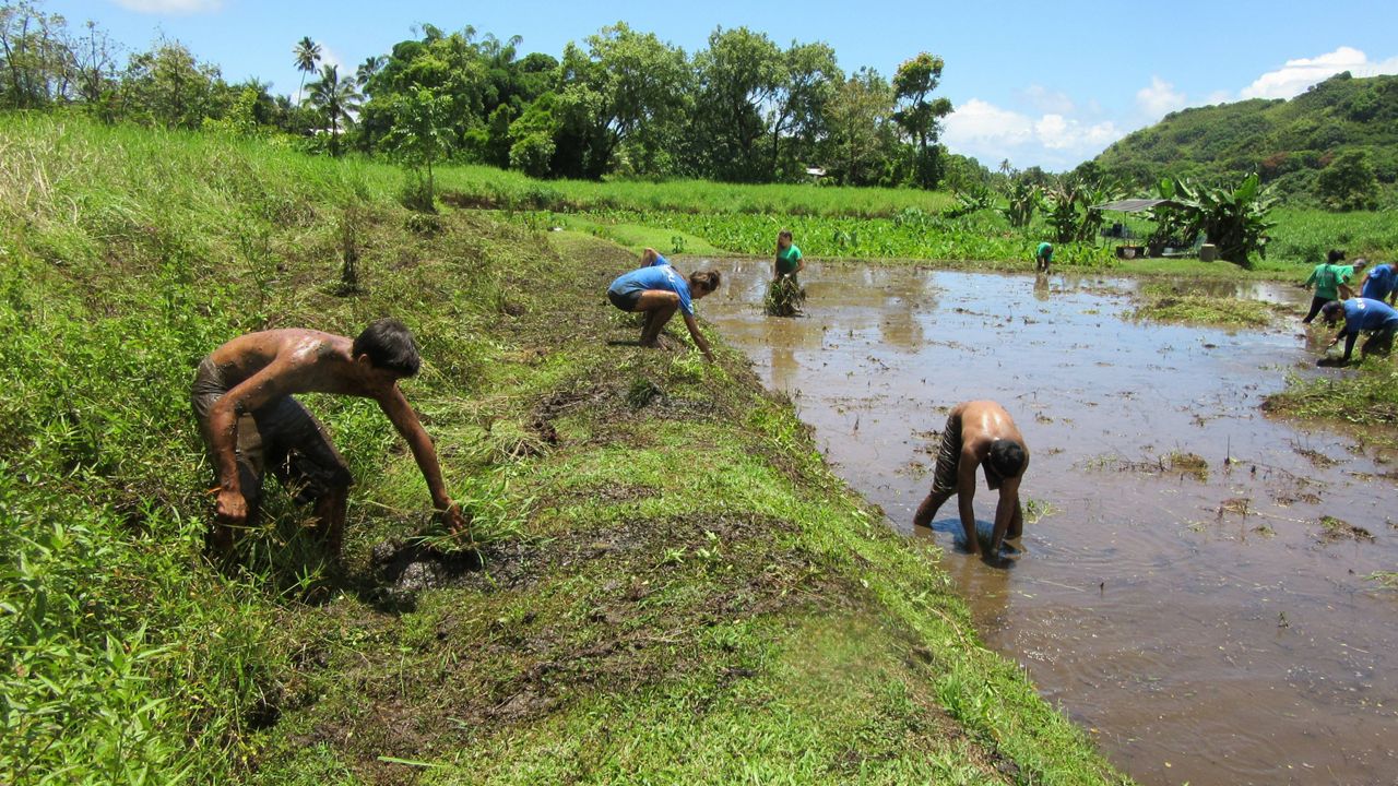 Kalo farmers. (Courtesy Mahealani Wendt)