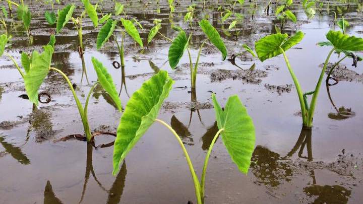 Kalo grows in a loʻi. (Courtesy Mahealani Wendt)