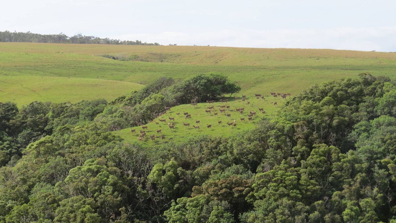 Emergency Proclamation Signed For Maui’s Axis Deer Crisis