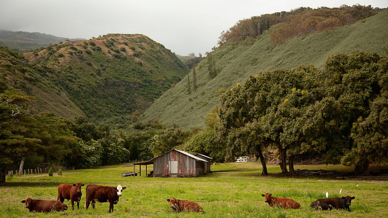 Cows on Molokai. (Courtesy Getty Images/Timothy Hearsum)
