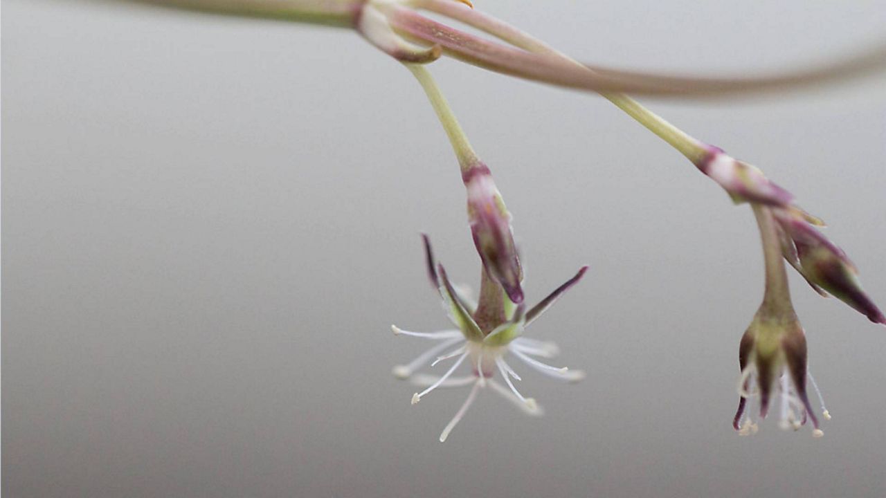 A newly discovered carnation species. (Courtesy Hawaii DLNR)