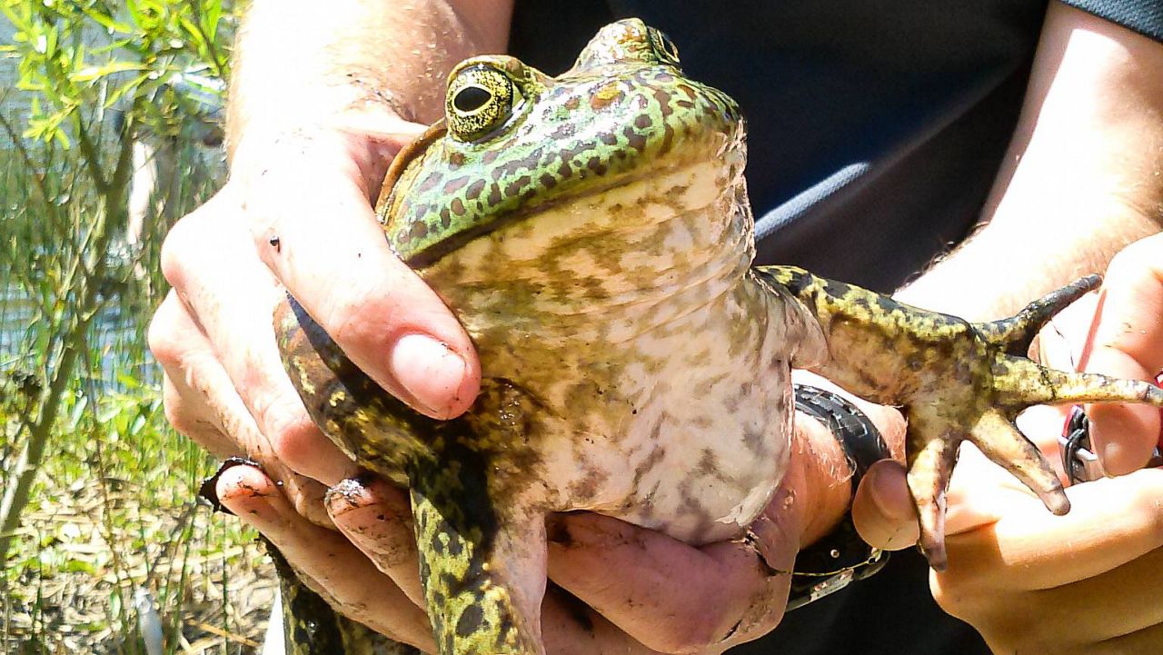 Game of Frogs: Frog sculptures popping up on DC streets