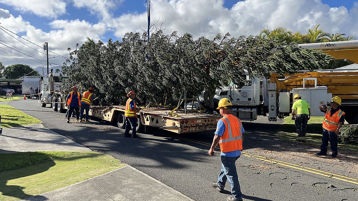In 2022, the holiday tree was harvested from a home on Kaiemi Street in Kailua. (City and County of Honolulu)
