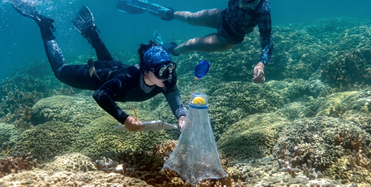 The gift from Mark Zuckerberg and his wife, Dr. Priscilla Chan, will benefit projects and programs within the Hawaii Institute of Marine Biology. (University of Hawaii at Manoa/Joaquin Anico)